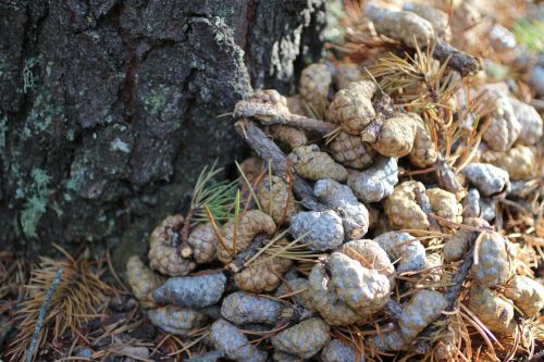 Fallen Pine Tree Cones