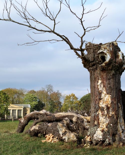 fallen tree trunk nature