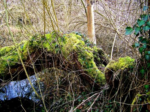 fallen tree wild nature moss