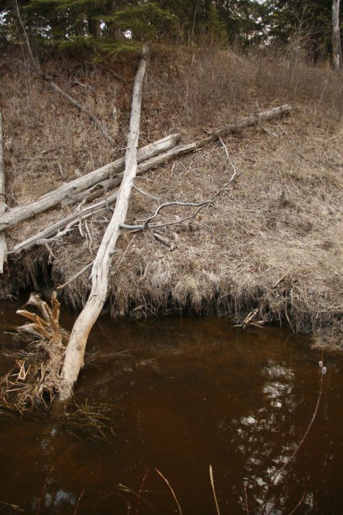 Fallen Tree Log Stream