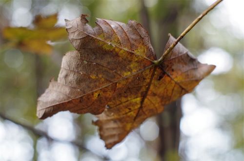 falling leaf autumn fall
