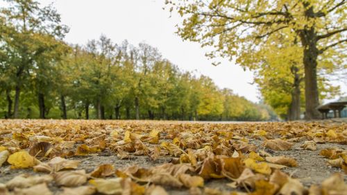 falling leaf beautiful landscape