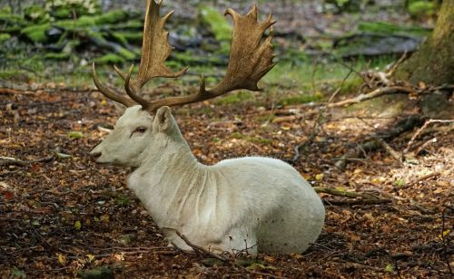 fallow deer white fallow deer antler