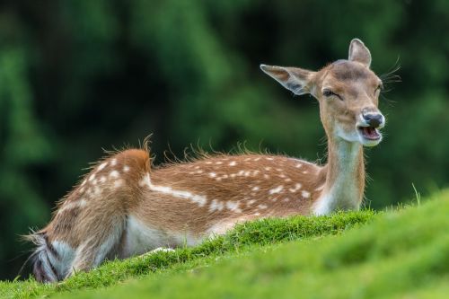 fallow deer doe scheu