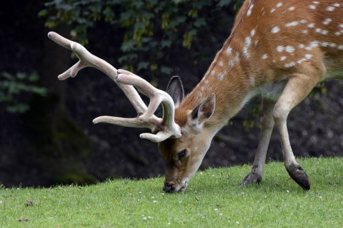 fallow deer hirsch animal