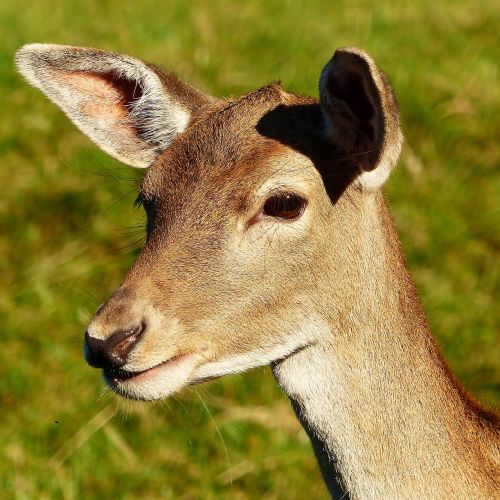 fallow deer doe animal portrait