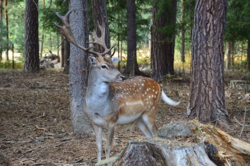 fallow deer fallow deer spotted animal