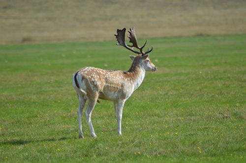 fallow deer meadow nature