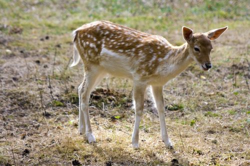 fallow deer young roe deer