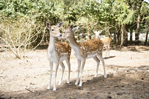 fallow deer deer forest