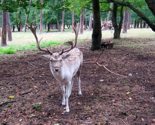 fallow deer fur stains