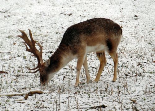 fallow deer winter fur