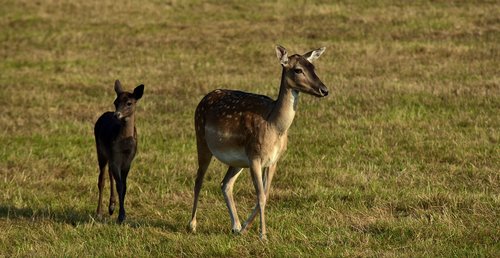 fallow deer  female  young animal