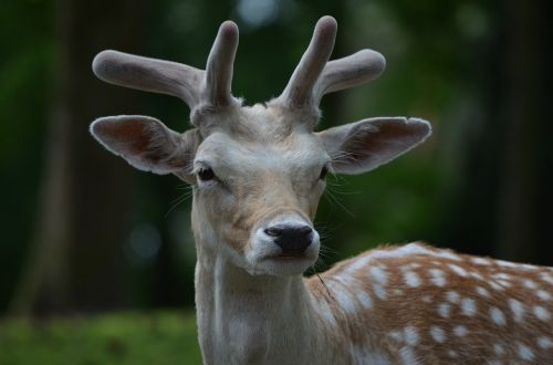 fallow deer roe deer