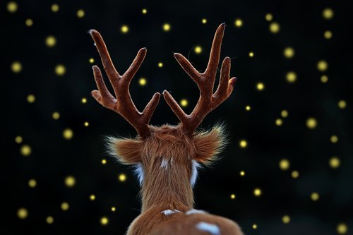 fallow deer  hart  fireflies
