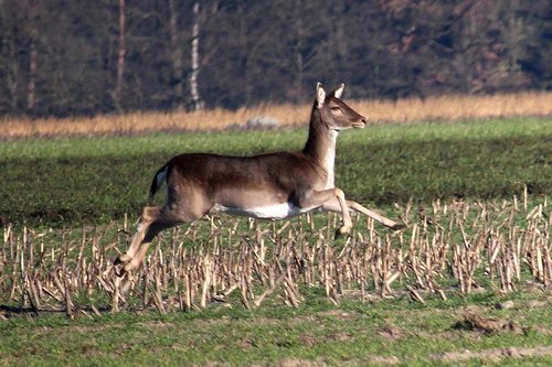 fallow deer  jump  arable