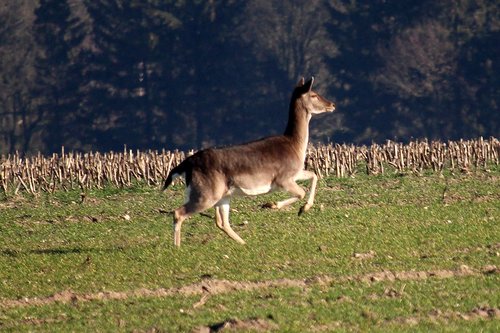 fallow deer  jump  arable