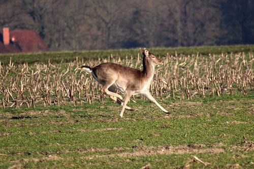 fallow deer  jump  arable