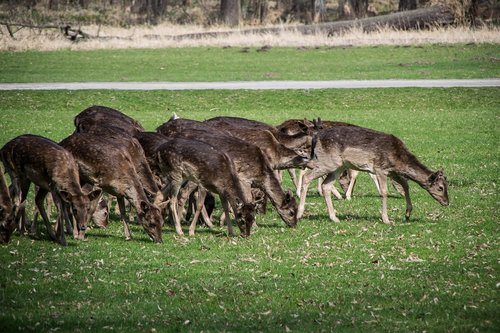 fallow deer  herd  wild