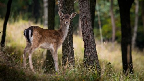 fallow deer dama dama female