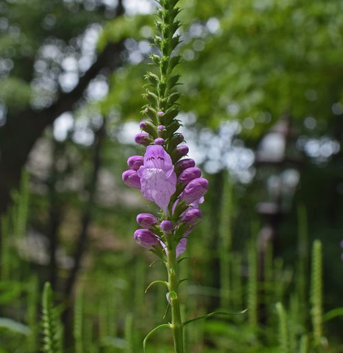 false dragonhead flower blossom