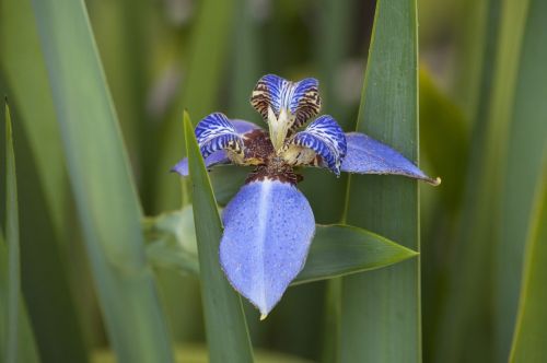 false iris iris flower
