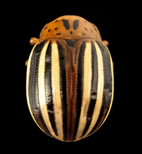 false potato beetle insect macro