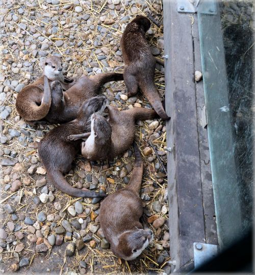 Family Otters 6