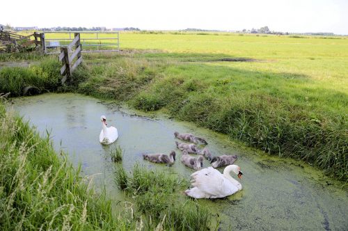 Family Swans