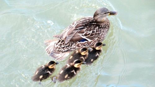 family ducks mallard