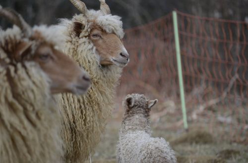 family sheep nature