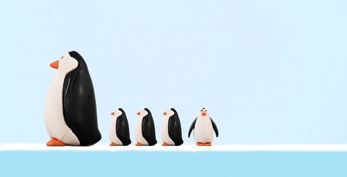 family  penguin  bird