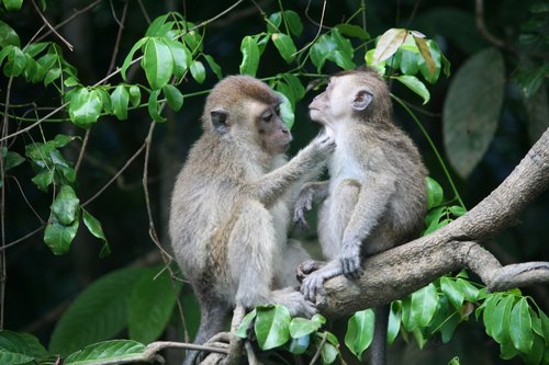 family  groom  care