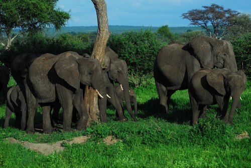 family  elephants  elephant