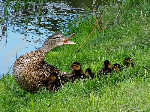 family ducks defense