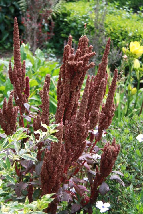 family amaranthacea plant great food