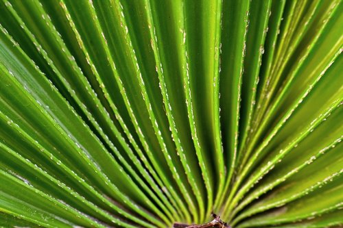 fan leaf  radial  plant