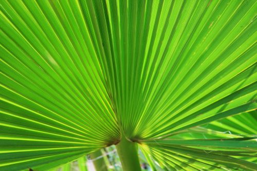Fan Leaf Of Palm