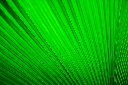 fan palm green leaf