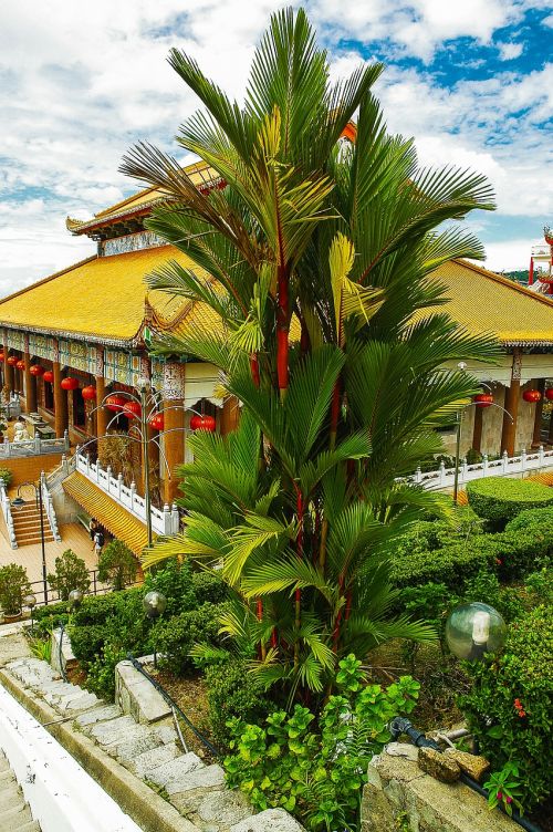 fan palm palm temple