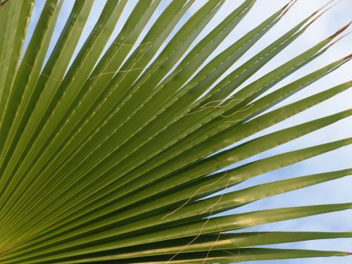 fan palm leaves subjects
