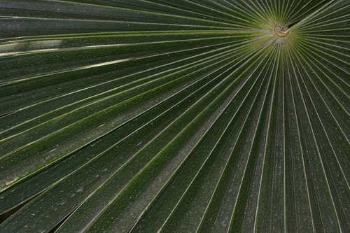 fan palm  palm  pattern