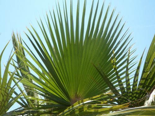 fan palm palm leaf green