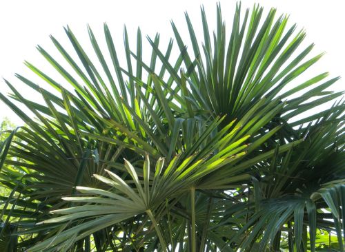fan palm palm fronds