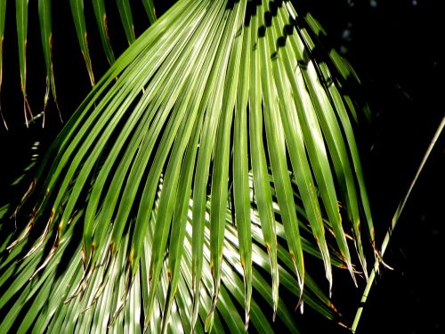 fan palm palm tree