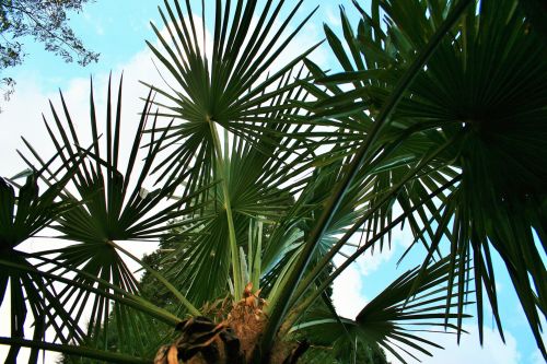 Fan Palm Against Sky