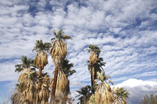 fan palm trees oasis of mara joshua tree national park