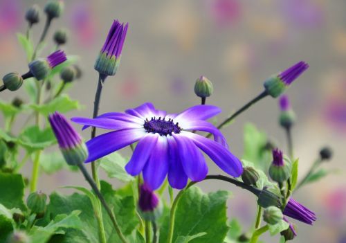 flower purple bloom