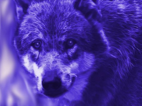 fantasy wolf blue