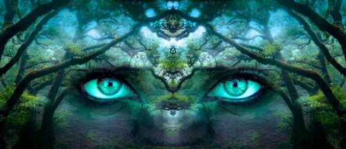 fantasy eyes forest